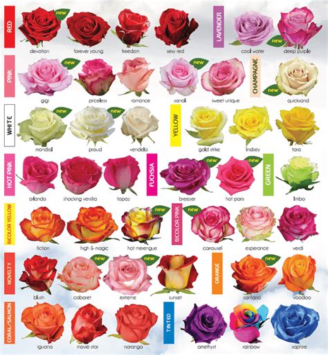 Common Rose Types You Might Have