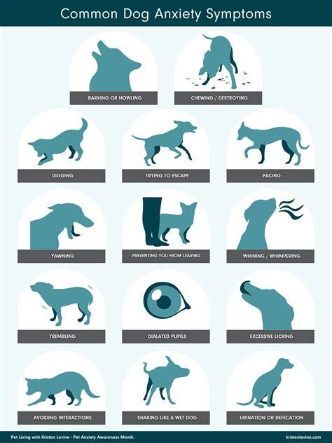 Common Types of Canine Anxiety