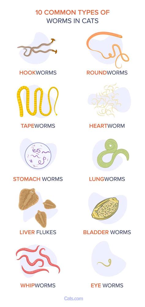 Common Types of Worms in Cats