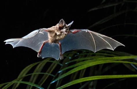 12:00 AM - Common Vampire Bats Take Flight in the Dark