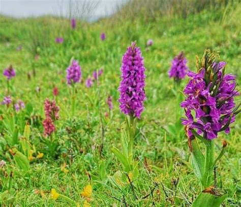 Common Wild Orchids Uk