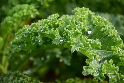 Common problems when growing kale