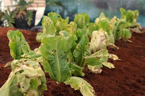 Common problems when growing lettuce