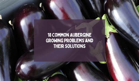 Common problems with aubergine