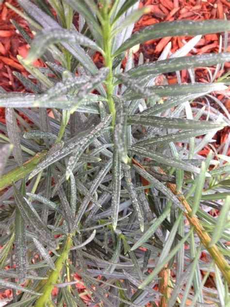 Common problems with podocarpus