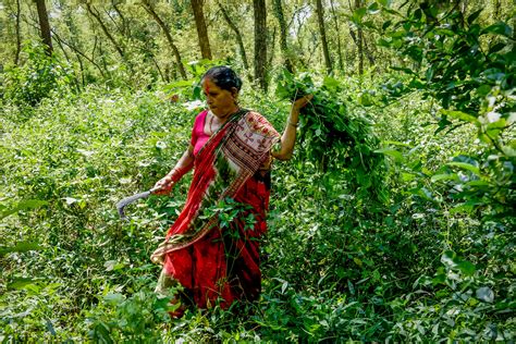Community Forest Nepal