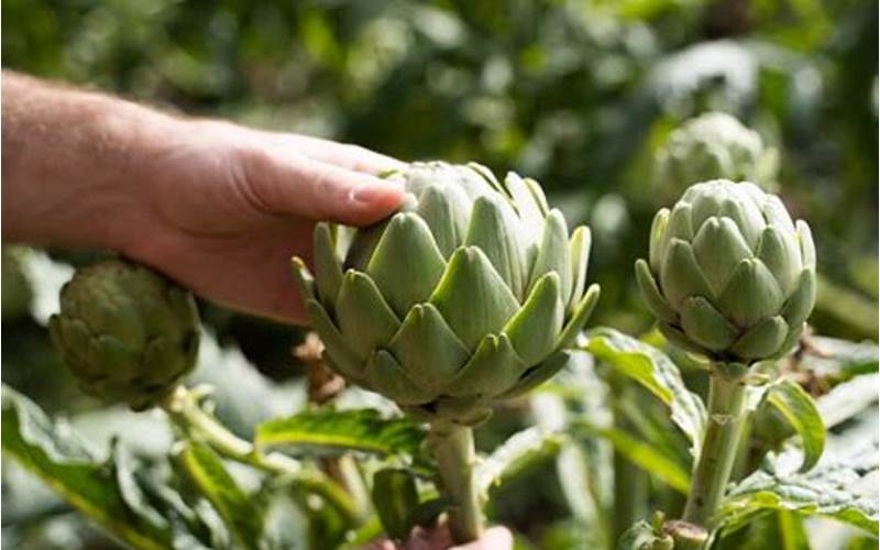 Companion Plants For Artichokes