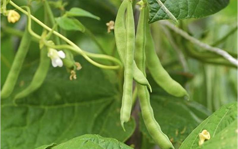 Companion Plants For Bush Beans