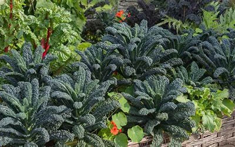 Companion Plants For Kale