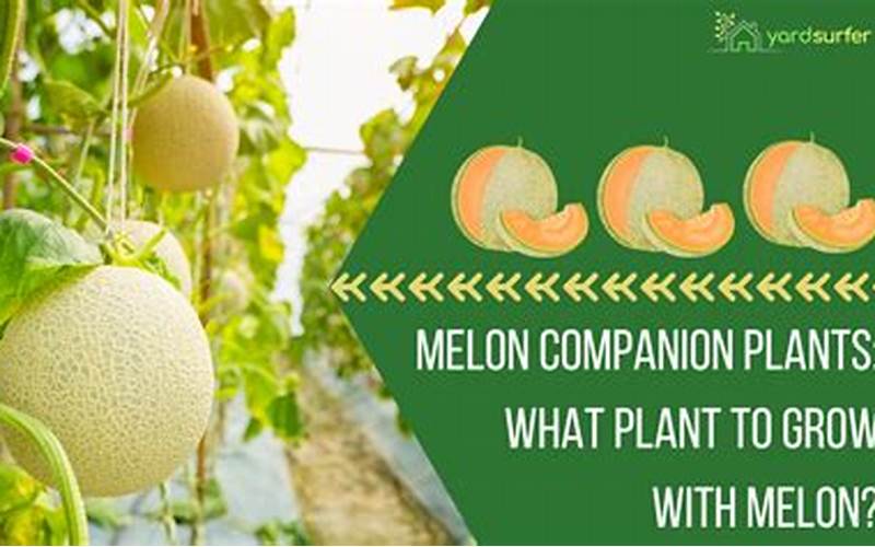 Companion Plants For Melons