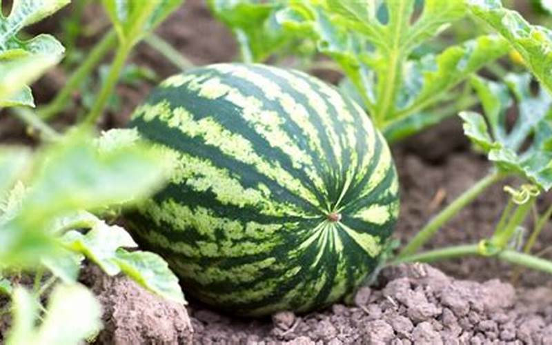 Companion Plants For Watermelon