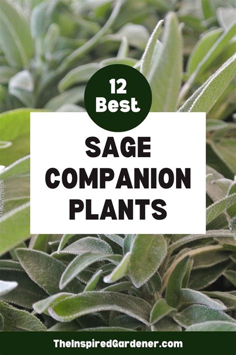 Companion Planting For Sage