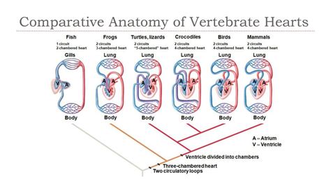 Comparative anatomy of heart structure