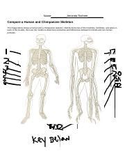 Compare A Human And Chimpanzee Skeleton Worksheet Answers