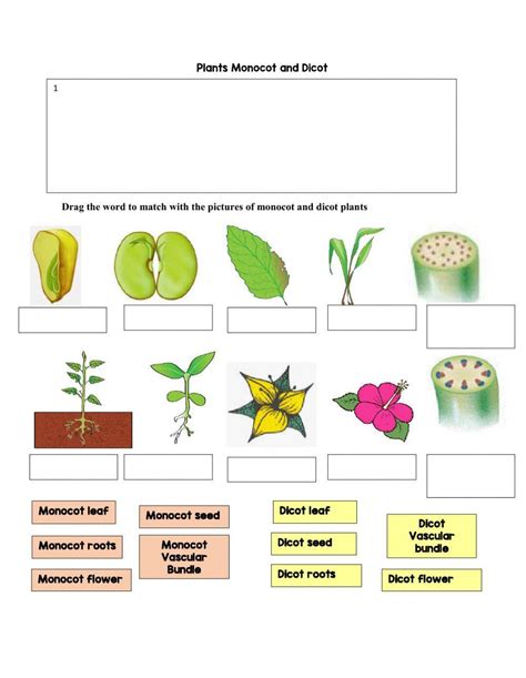 Comparing Monocots And Dicots Worksheet Answers