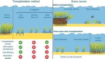 Comparing Methods: Duplication vs. Transplantation