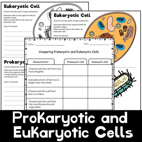 Comparing Prokaryotic And Eukaryotic Cells Worksheet Answers