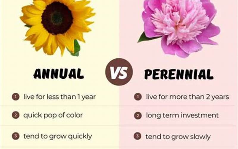 Comparison Of Annuals And Perennials