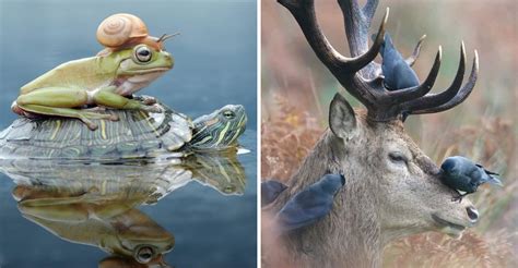 Compassion Among Wild Animals