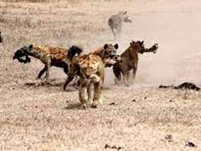 Competition with Other Predators