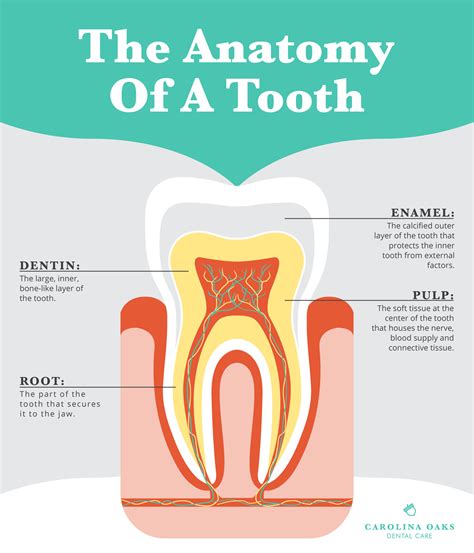 Complexity of the Tooth's Anatomy