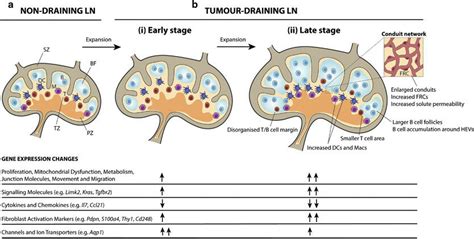 Compositional Changes