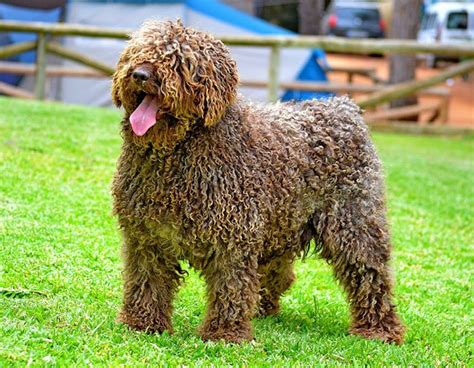 El Perro de Agua Español: Presiona la foto para leer toda la