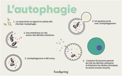 Comprendre l'Autophagie