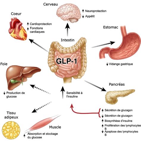 Comprendre les GLP-1