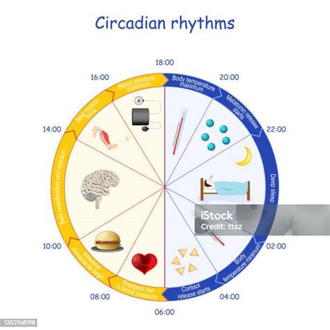 Comprendre les rythmes circadiens