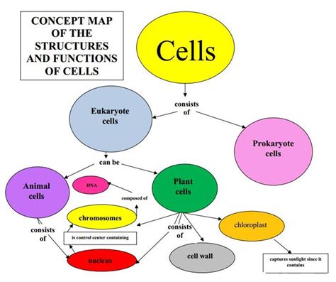 Concept Map In Biology
