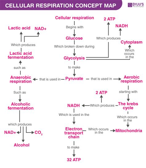 Concept Map On Cellular Respiration