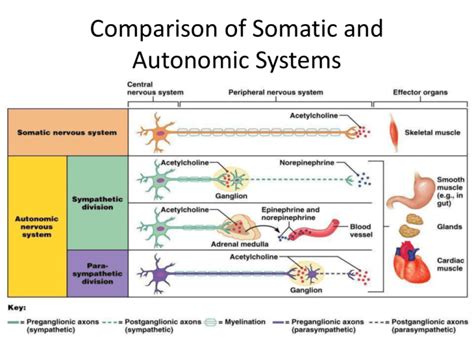 Concept Map: Comparison Of Somatic And Autonomic Nervous Systems