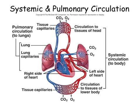 Concept Map: Pulmonary And Systemic Circulations