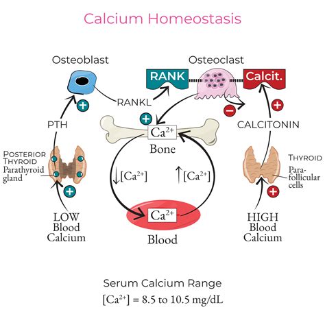 Hormonal Regulation of the Blood Calcium concentration Calcium