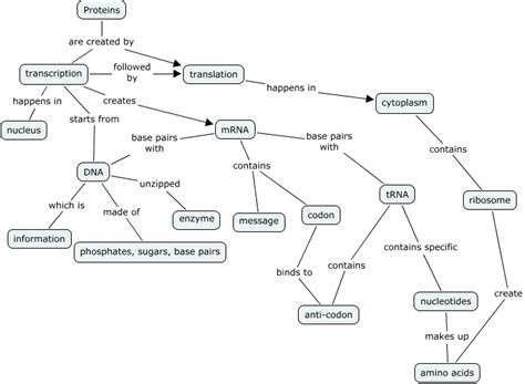 Protein Synthesis