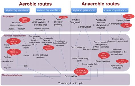 Aerobic and anaerobic pathways for degradation of glucose and ATP
