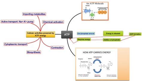 The Function Of Atp In Photosynthesis Is The Transfer Of Energy From