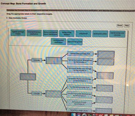 Concept Map Bone Formation And Growth