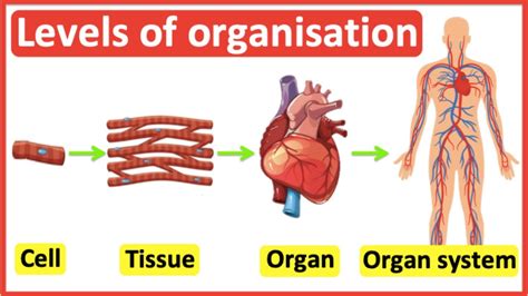 Cells make up body tissues which make up organs which make up our organ