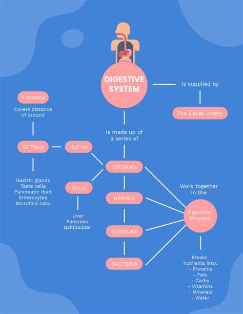 Logical Digestive System Flow Chart Answers Digestive System Concept