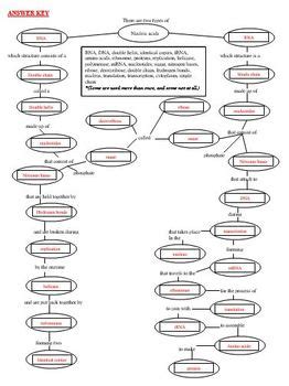 Cell Concept Map Worksheet Answers —
