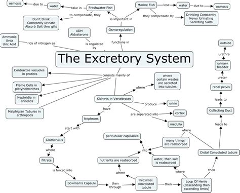 Excretion Biology notes, Biology diagrams, Igcse biology