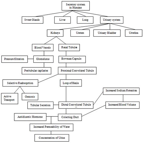 13 Best Images of Flow Map Worksheet Circulatory System Flow Chart