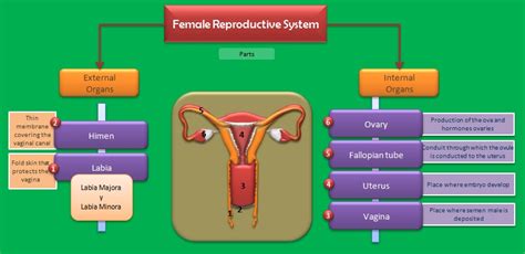 30. Female Reproductive System CaTOSBlock 3