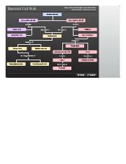 Bacterial_Cell_Wall.html