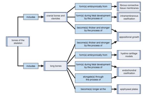 Unit FIve Life Science AcademyHuman Body Systems