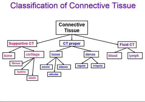 Makeup Of Matrix In Connective Tissue Makeup Vidalondon