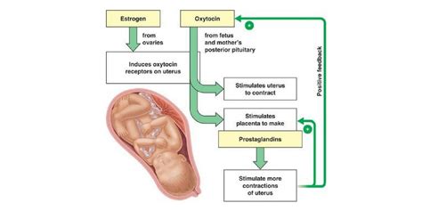 MindManager Induction of Employee mind map Biggerplate