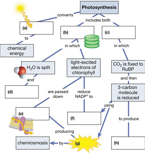 Photosynthesis Concept Map . Peta Konsep Anak Bangsa